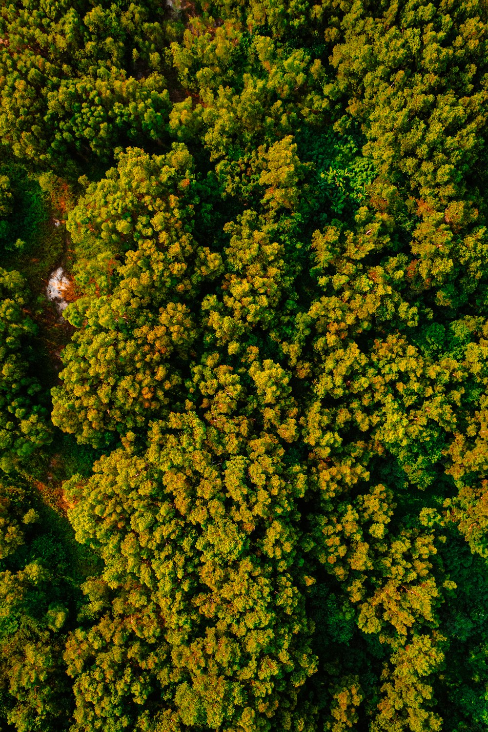 an aerial view of a lush green forest