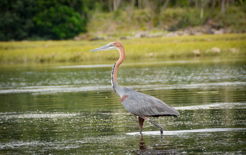 a bird with a long neck standing in a body of water