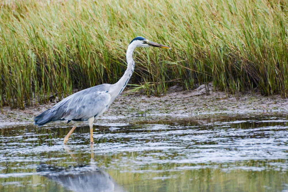 Ein großer Vogel läuft über ein Gewässer