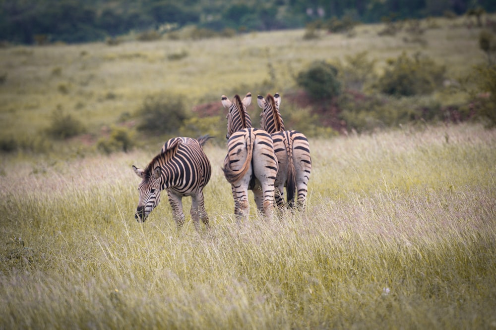 three zebras standing in a field of tall grass