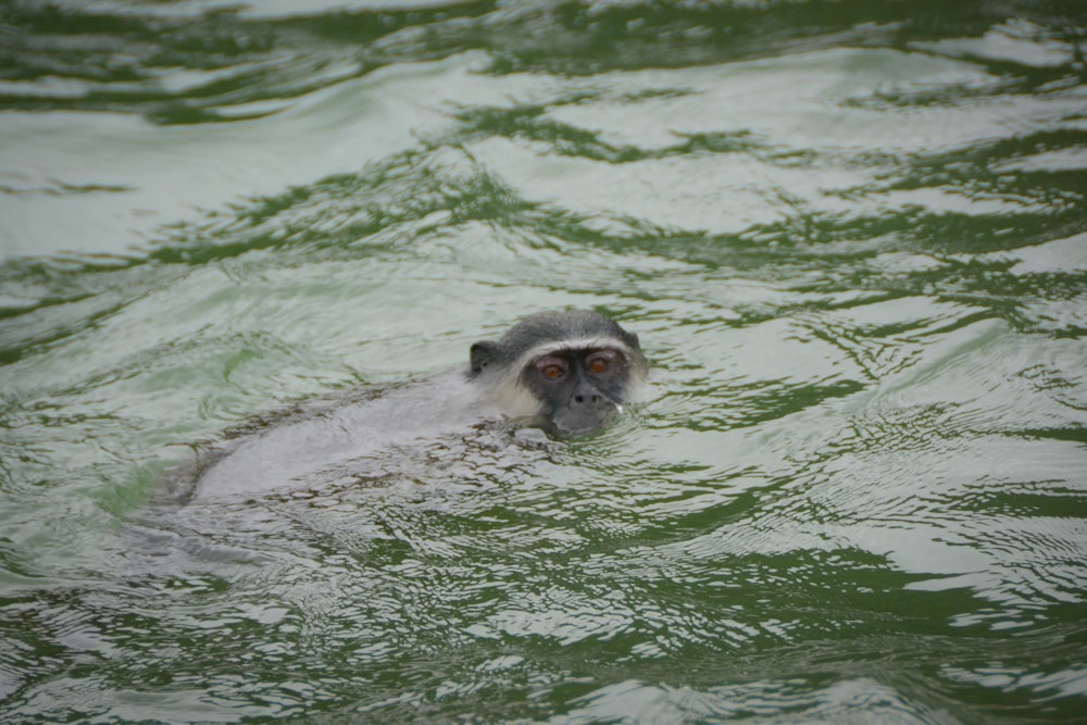 a monkey swimming in a body of water