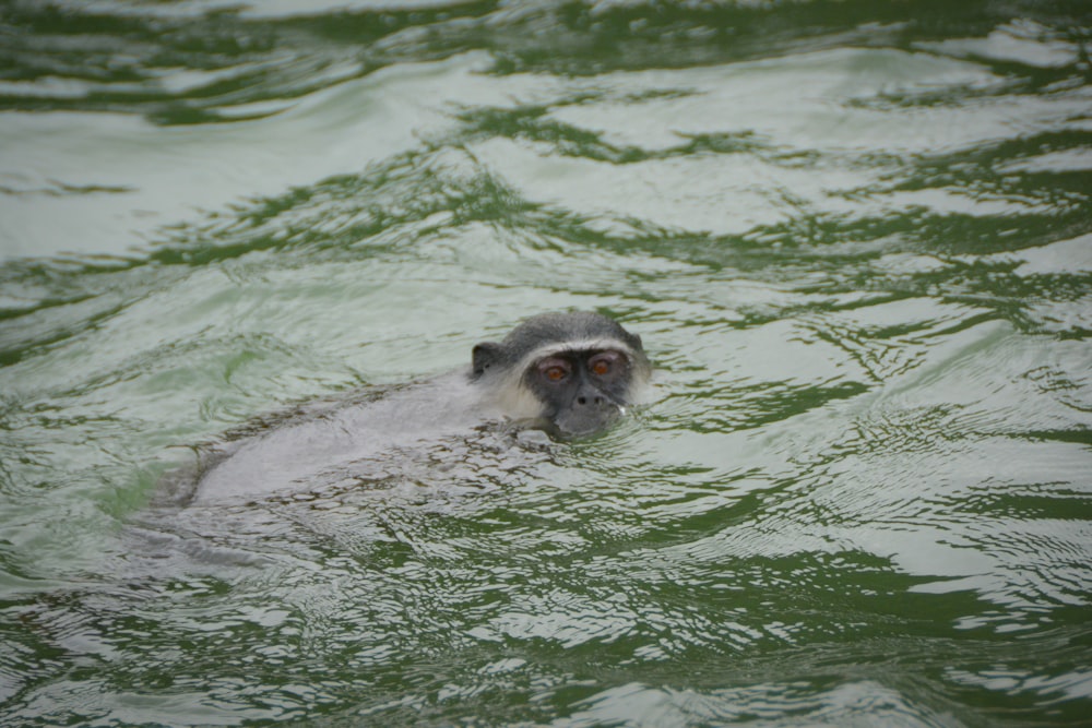 una scimmia che nuota in uno specchio d'acqua
