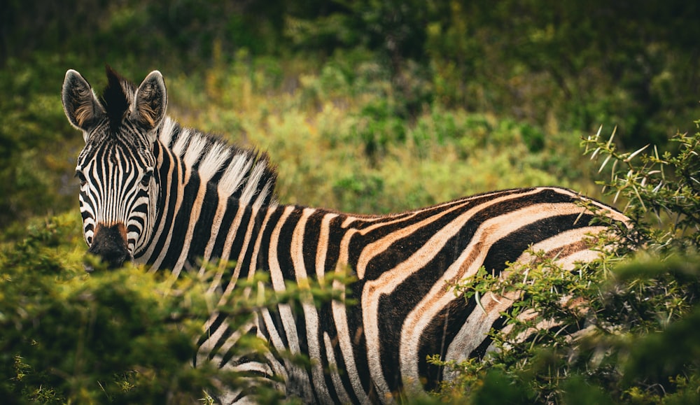 a close up of a zebra in a field of grass