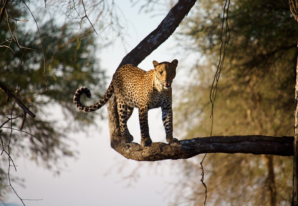 a leopard standing on top of a tree branch