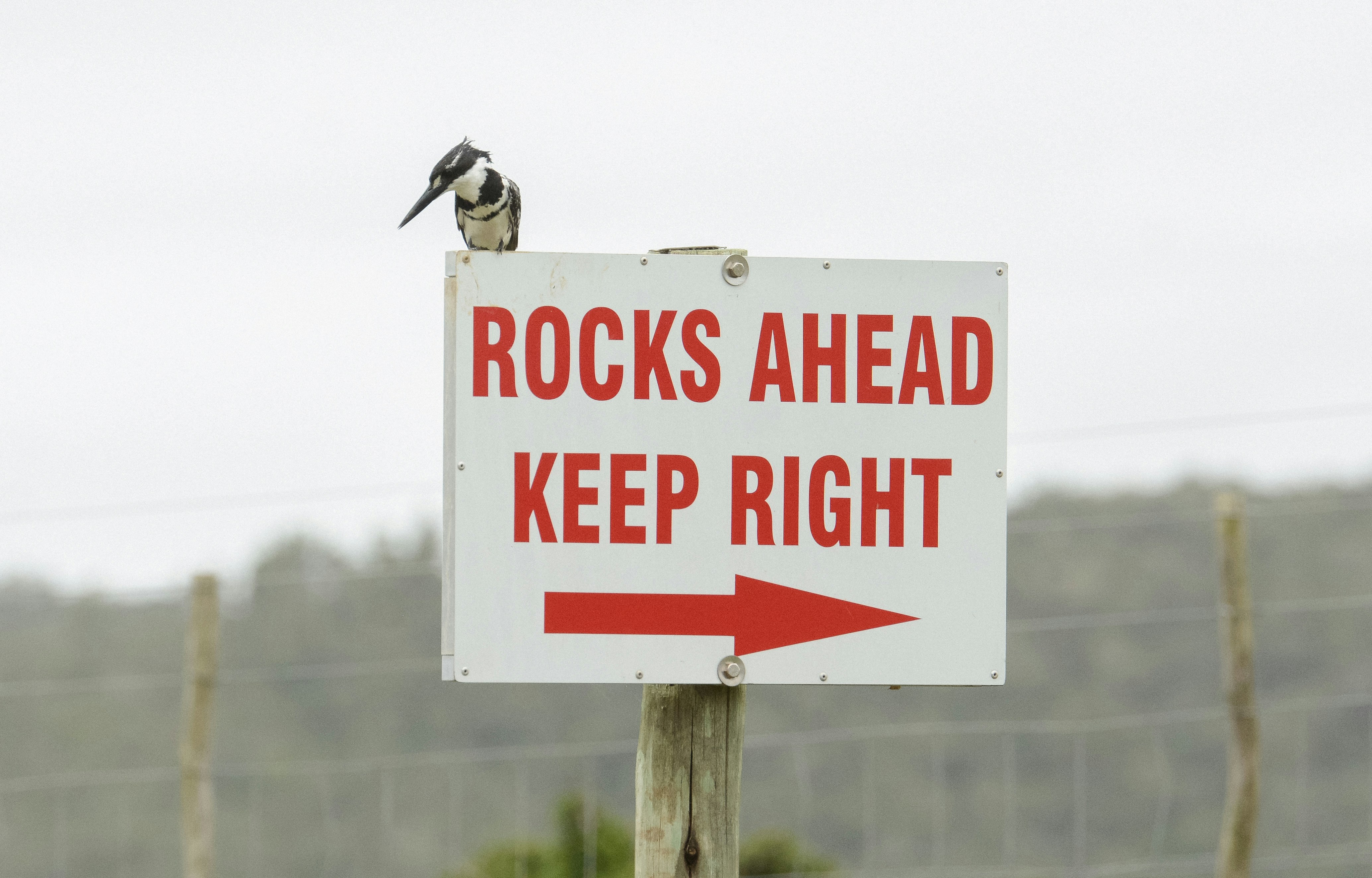 Signs of a Healthy Pet Bird Every Owner Should Know