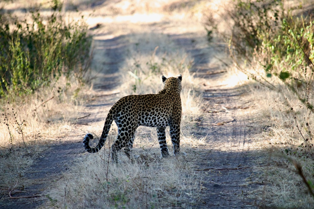 a leopard standing in the middle of a dirt road