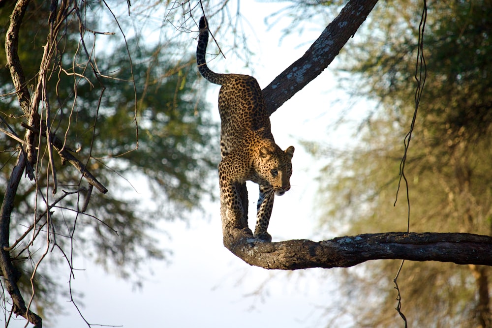 a leopard climbing up a tree branch in a forest