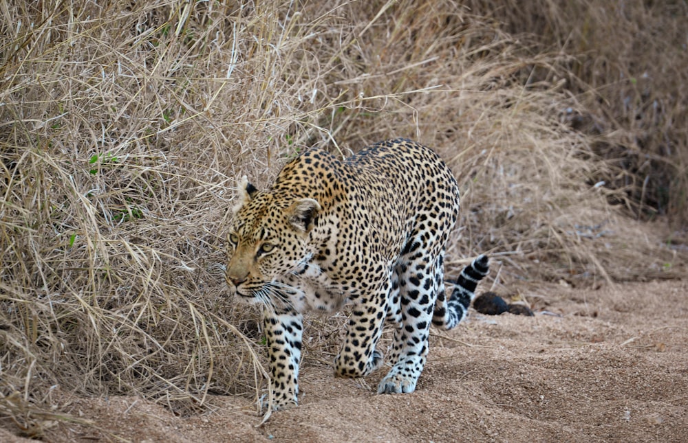 a leopard walking through a dry grass covered field