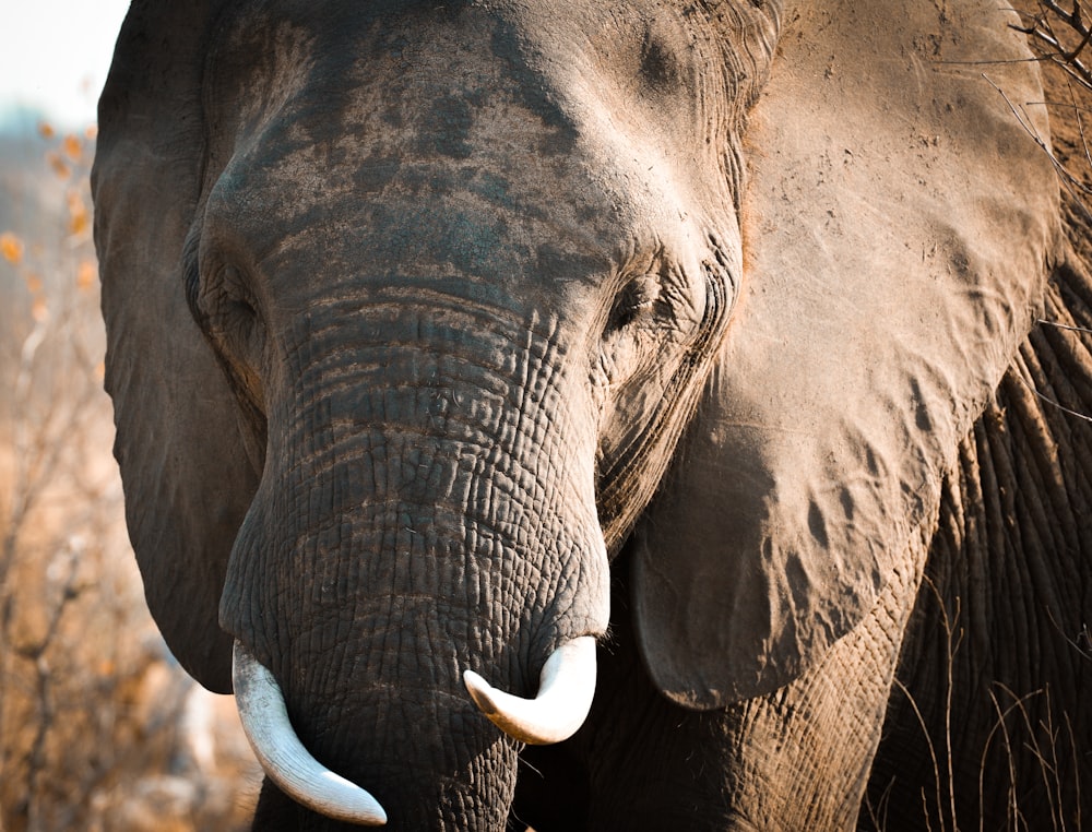 an elephant with white tusks standing in a field