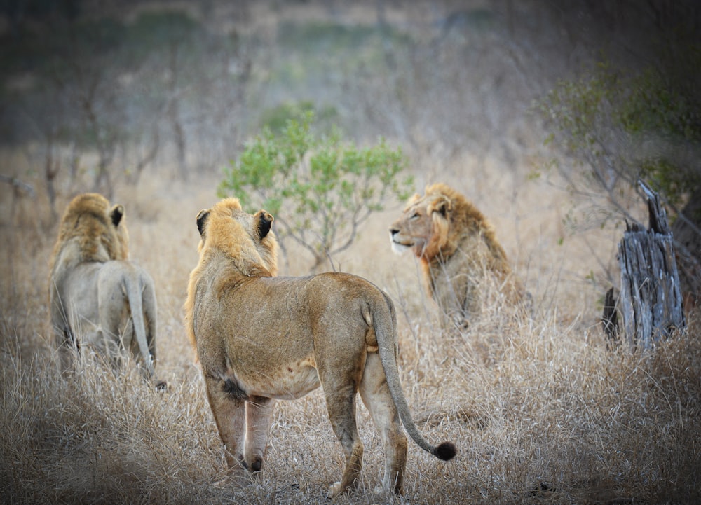 a group of lions standing on top of a dry grass field