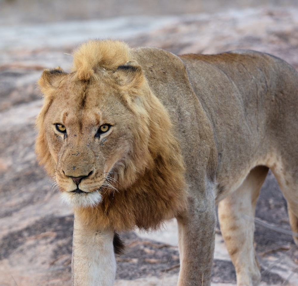 a close up of a lion on a rocky surface