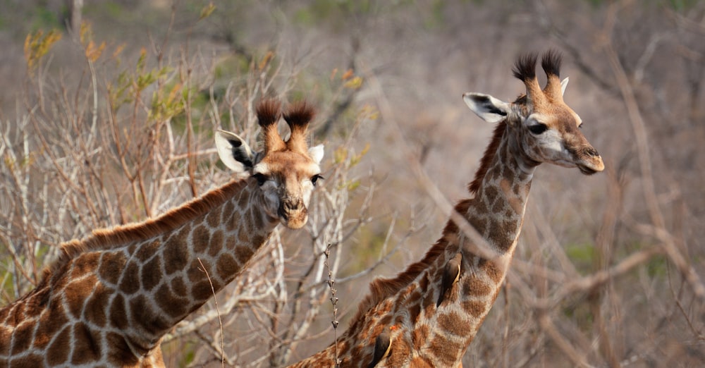 a couple of giraffe standing next to each other