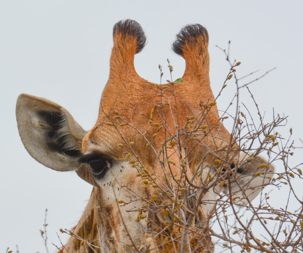 a close up of a giraffe's head and neck