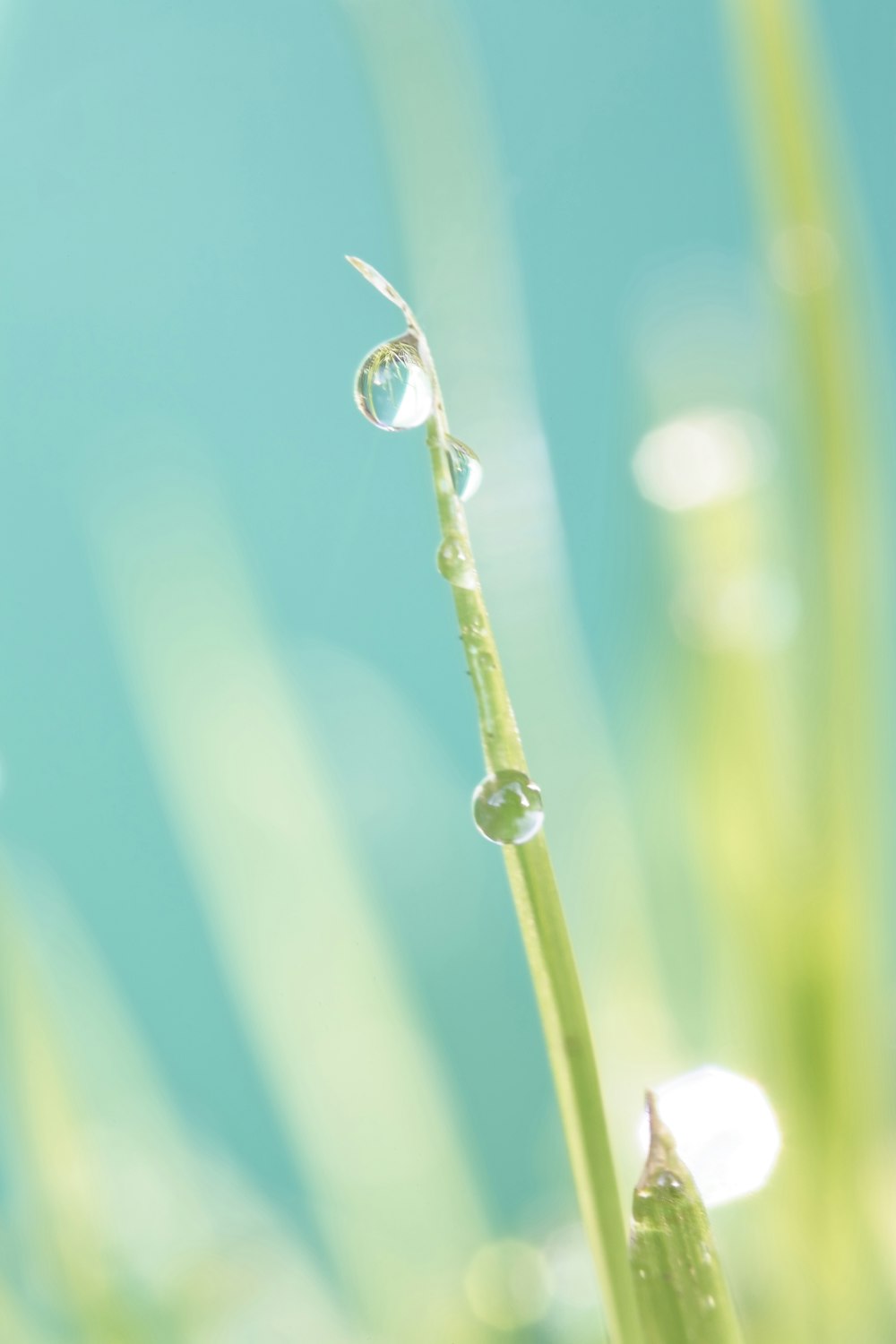 a close up of a plant with water drops on it