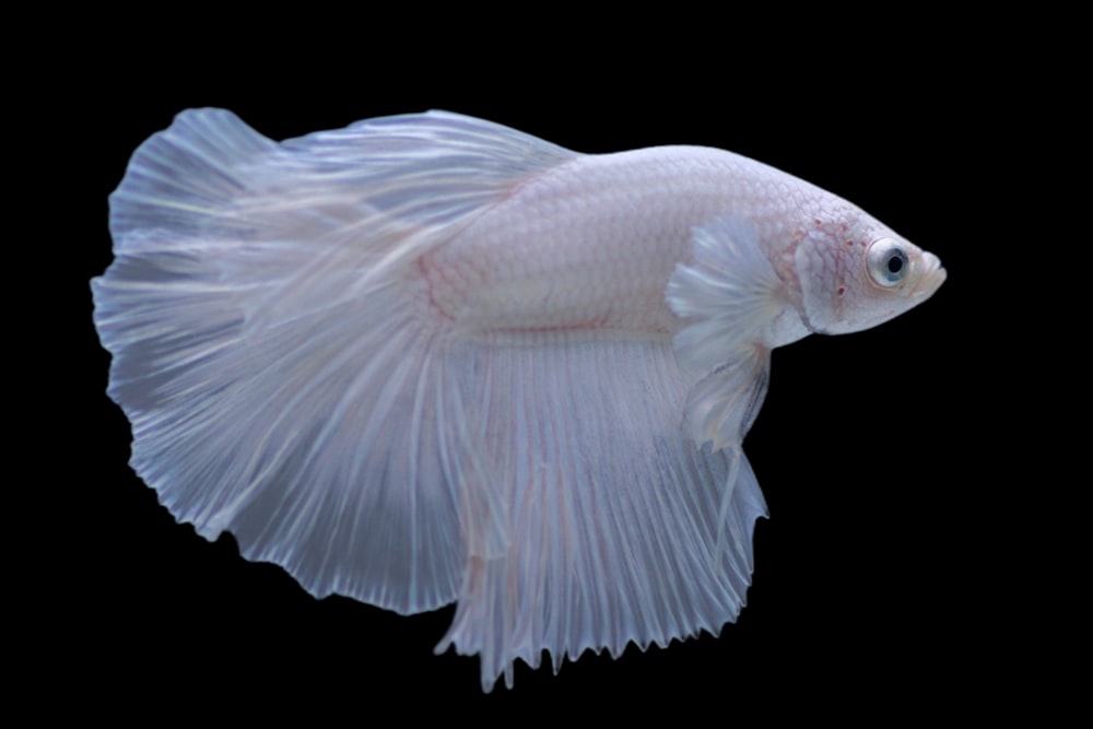 a close up of a white fish on a black background