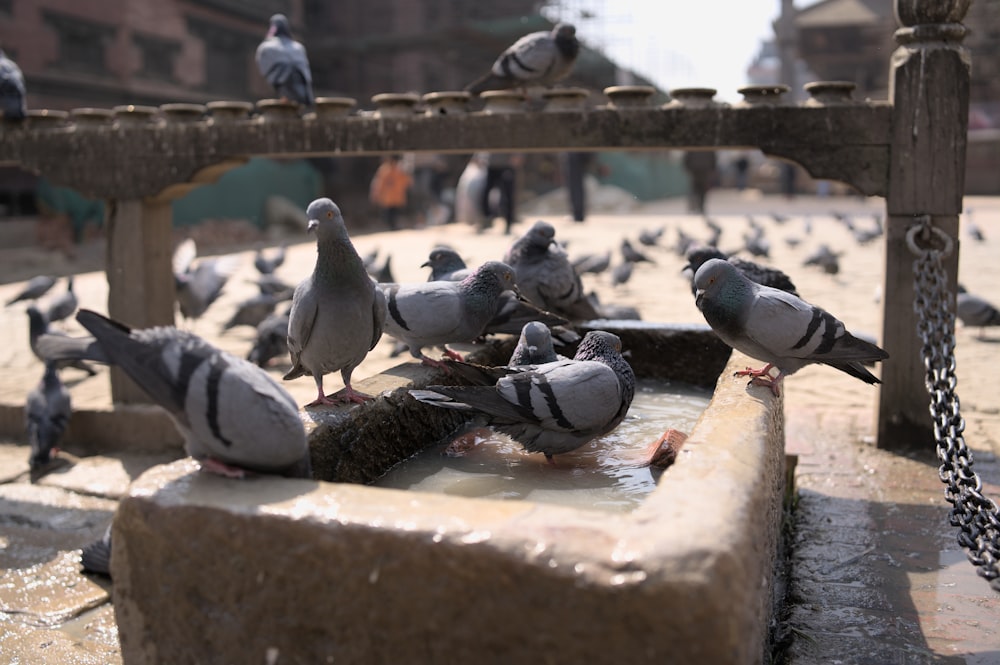 Una bandada de palomas bebiendo agua de un abrevadero