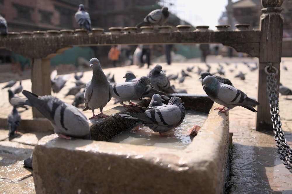 a flock of pigeons drinking water from a trough