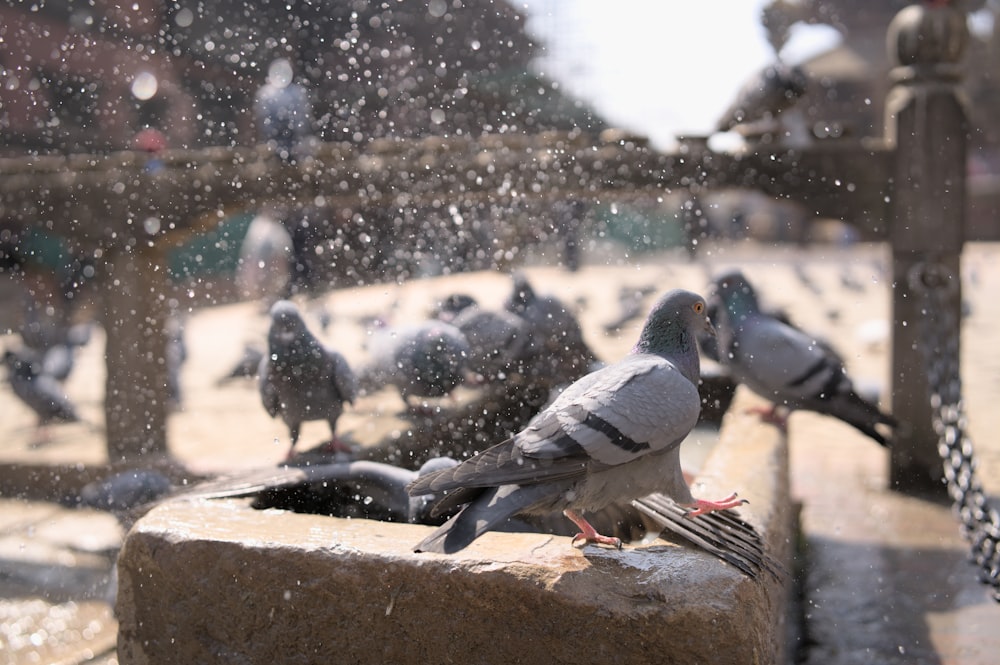 a flock of pigeons sitting on top of a cement block