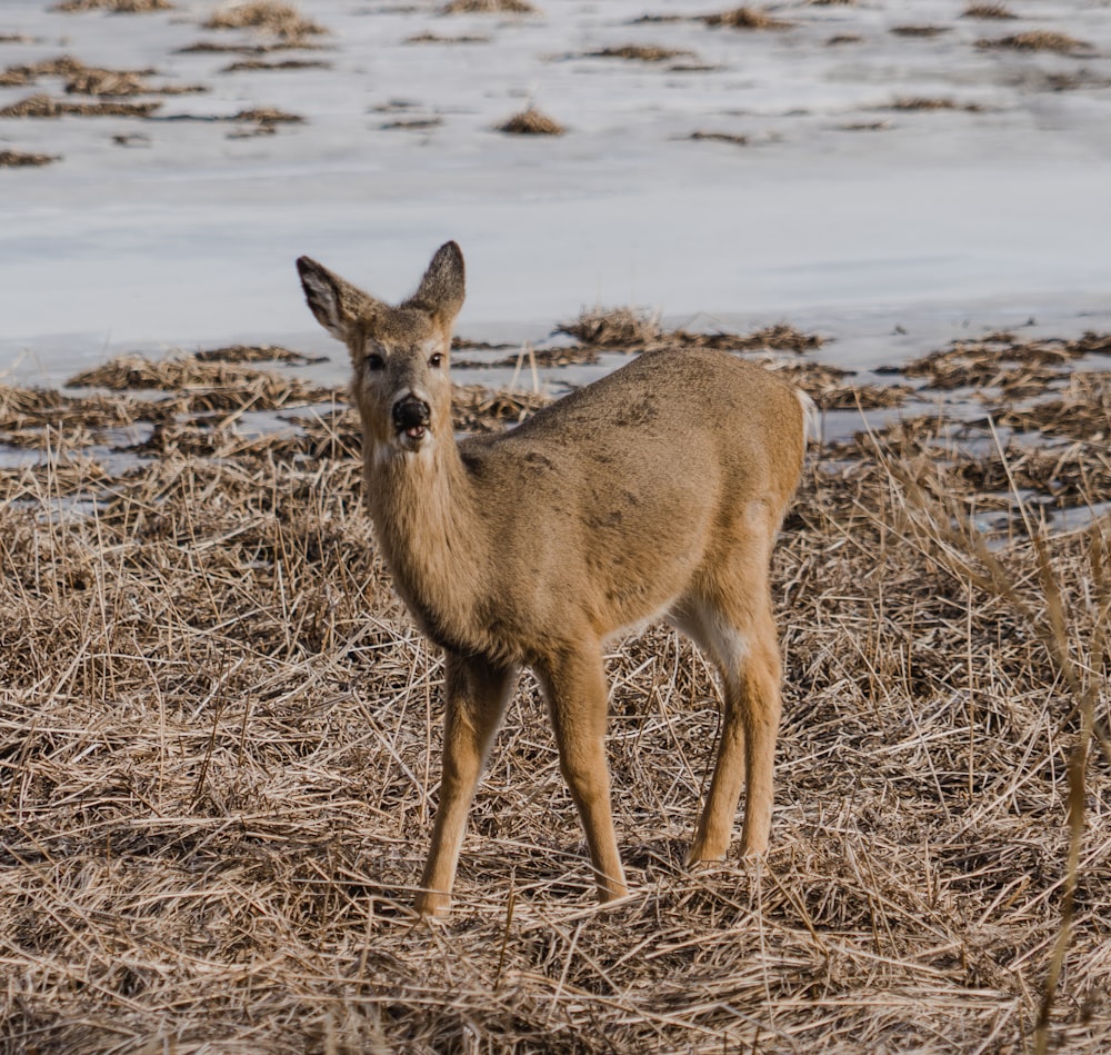 Un piccolo cervo in piedi in cima a un campo di erba secca