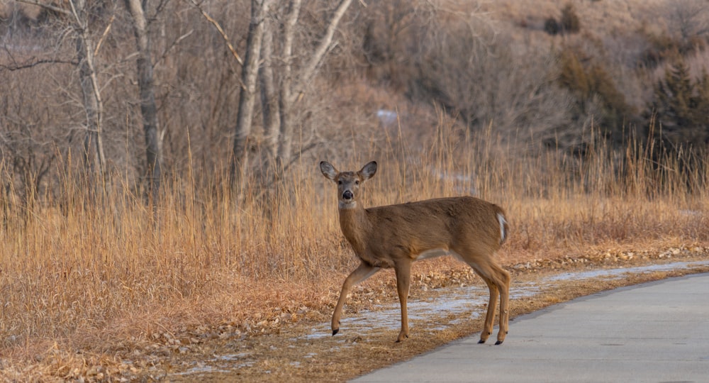 a deer standing on the side of a road