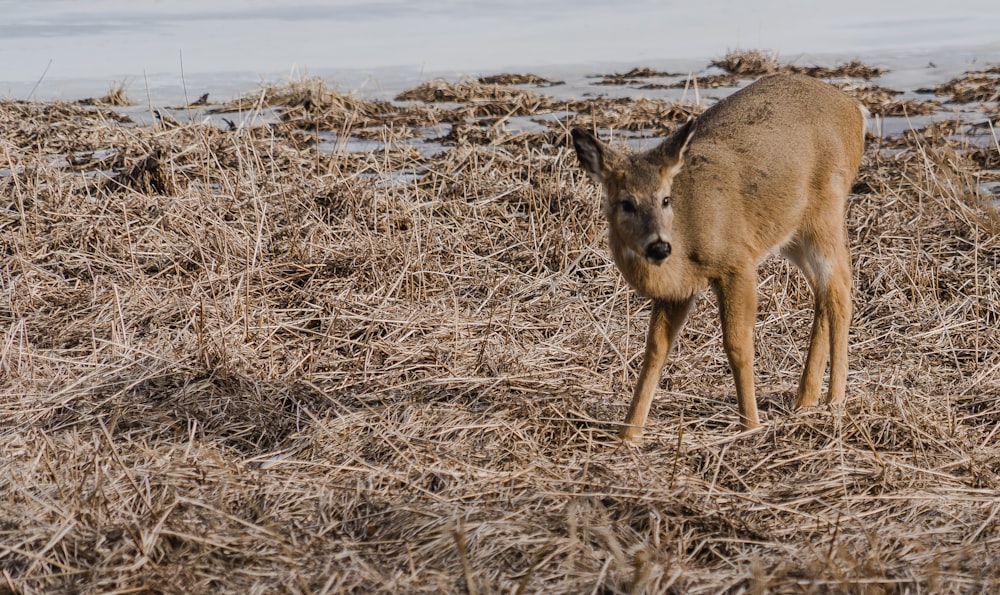 Un piccolo cervo in piedi in cima a un campo di erba secca