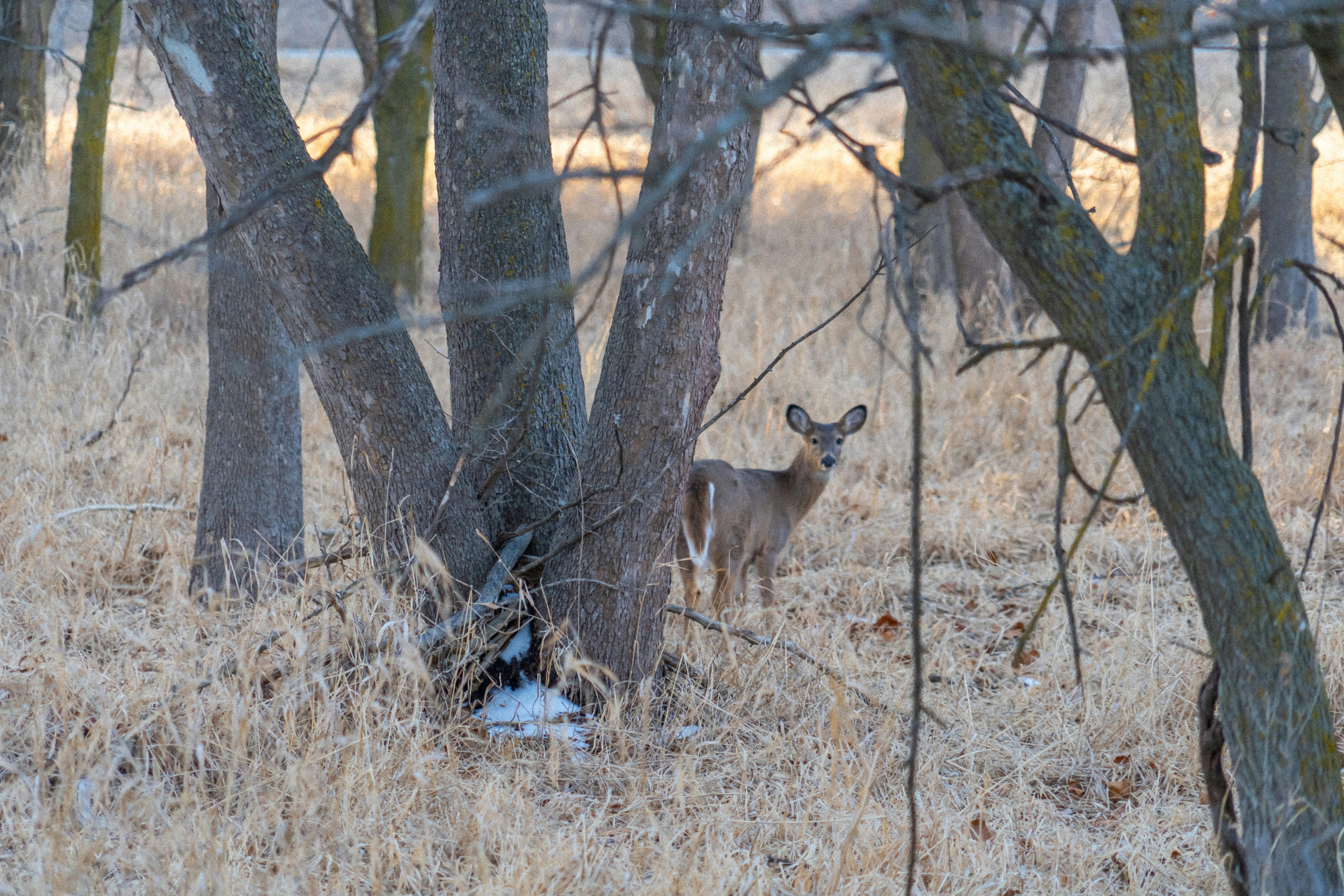 A doe trying to decide if she is hidden enough among the trees.
