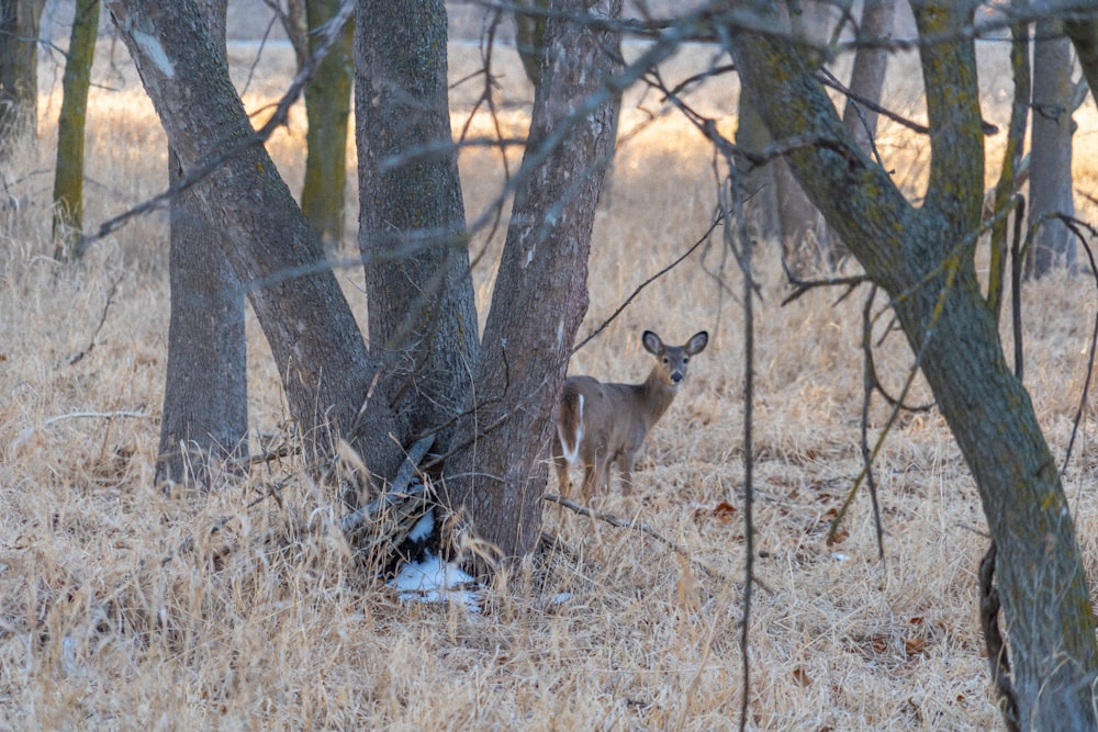 Whitetail deer in wooded hunting terrain