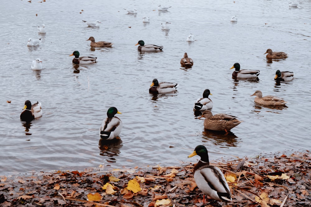 a flock of ducks floating on top of a lake