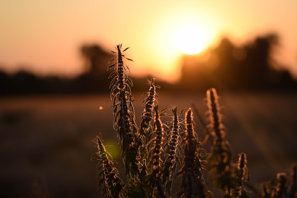 the sun is setting over a field of grass