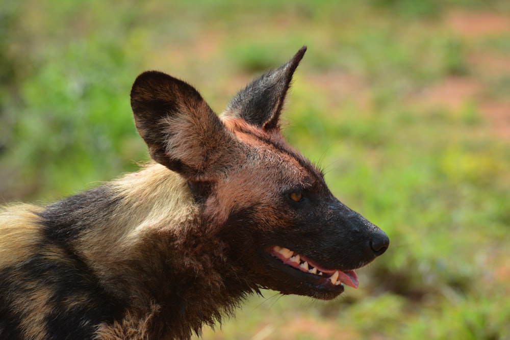 a close up of a hyena with its mouth open