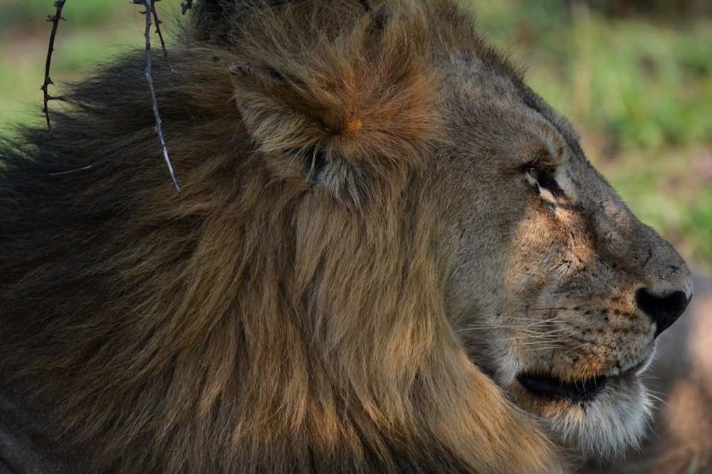 a close up of a lion laying down in the grass