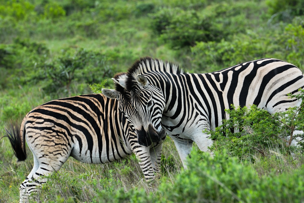 a couple of zebra standing on top of a lush green field