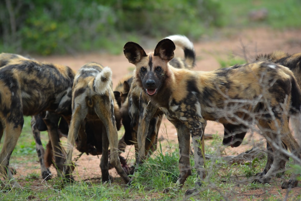 a group of wild dogs standing on top of a grass covered field