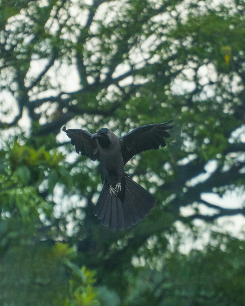 a bird flying through the air near a tree