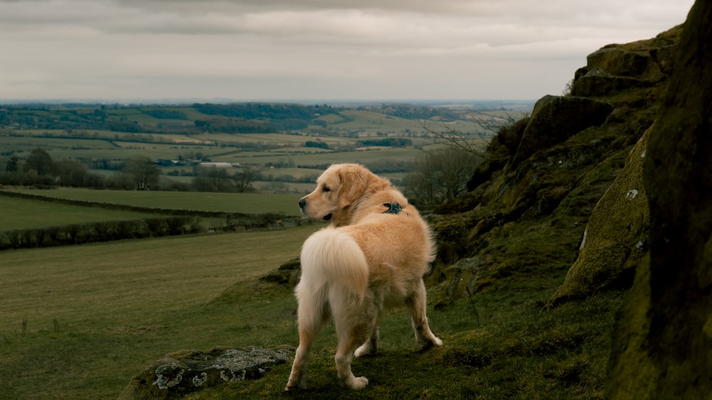 a large brown dog standing on top of a lush green hillside