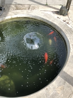 A round pond containing several brightly colored fish, likely koi. The water ripples from a small central fountain, creating circular patterns. The pond is surrounded by a concrete edge, and there's a small stone frog statue observing near the edge.