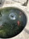 A round pond containing several brightly colored fish, likely koi. The water ripples from a small central fountain, creating circular patterns. The pond is surrounded by a concrete edge, and there's a small stone frog statue observing near the edge.