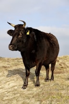 a black cow with horns standing in a field