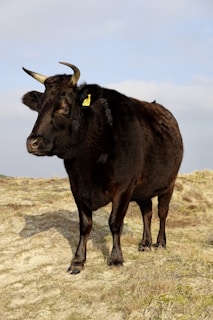 a black cow with horns standing in a field