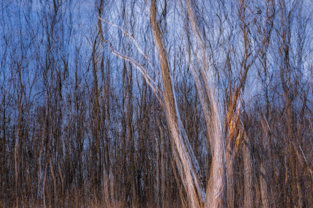 a group of trees with no leaves on them