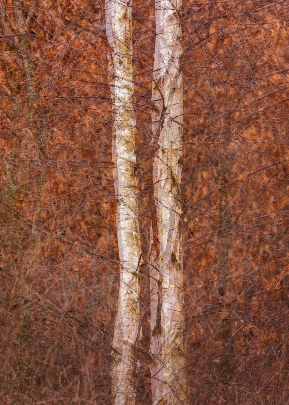 a couple of trees that are standing in the woods