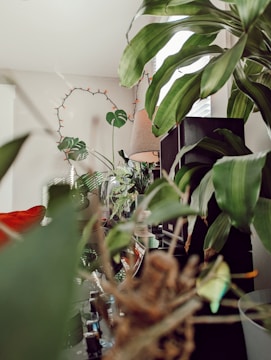 A cozy indoor setting filled with houseplants of various types and sizes. Tall green leaves and vines contrast against the light walls, with a soft lampshade in the background adding warmth. Glass vases and decorative items are also visible, contributing to a relaxed, inviting atmosphere.