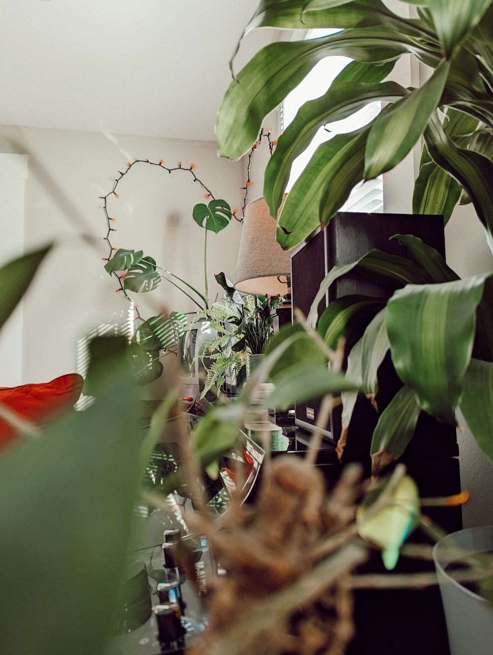 a room filled with lots of plants and a lamp