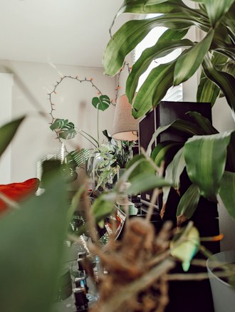 A cozy indoor setting filled with houseplants of various types and sizes. Tall green leaves and vines contrast against the light walls, with a soft lampshade in the background adding warmth. Glass vases and decorative items are also visible, contributing to a relaxed, inviting atmosphere.