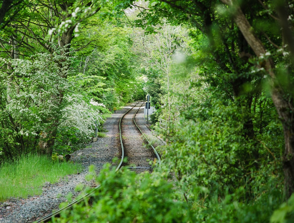 a train track running through a lush green forest