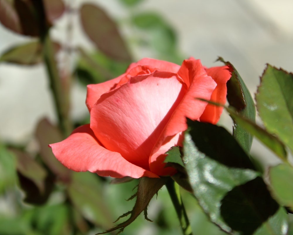 a close up of a pink rose with green leaves
