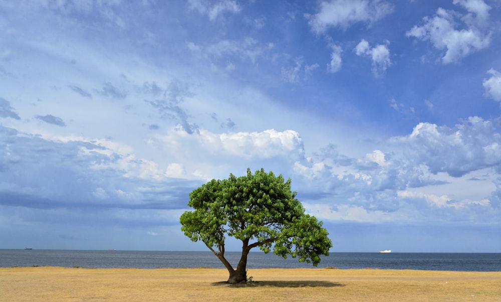 a lone tree on a beach with a boat in the distance