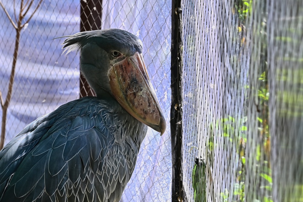 a bird with a large beak standing next to a fence
