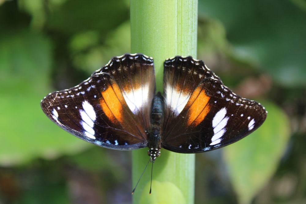 a close up of a butterfly on a plant