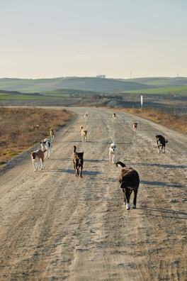 Dogs exploring a wide open meadow under a bright blue sky.